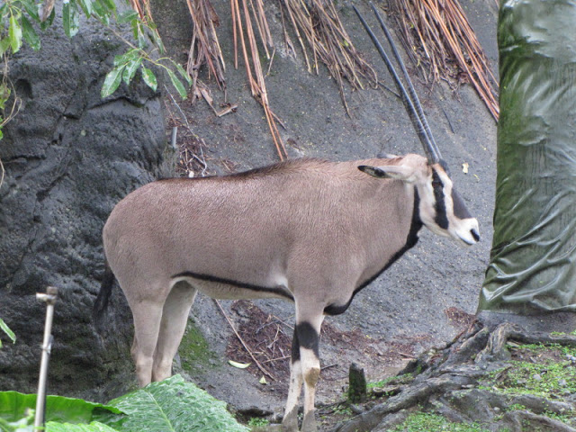 Taipei Zoo 10.01.2011