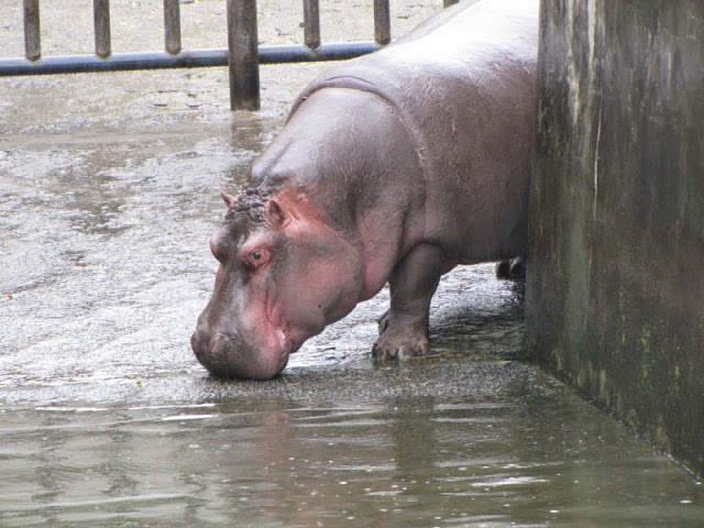 Taipei Zoo 10.01.2011