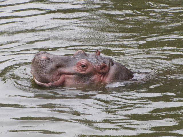 Taipei Zoo 10.01.2011