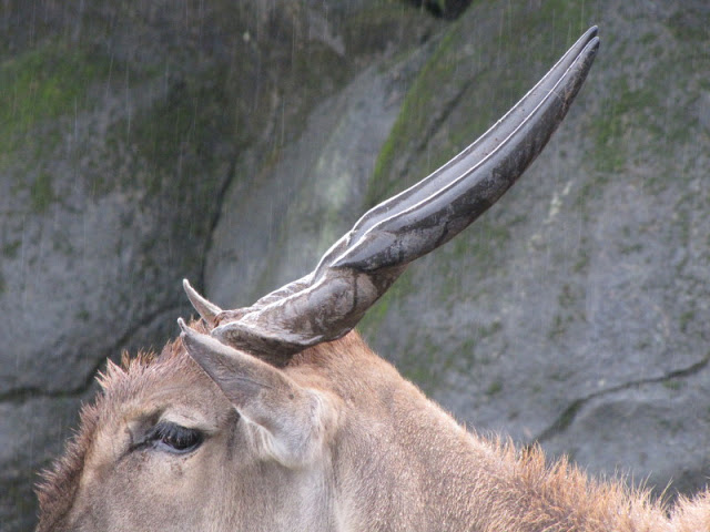 Taipei Zoo 10.01.2011