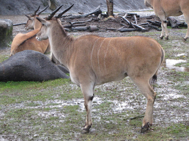 Taipei Zoo 10.01.2011