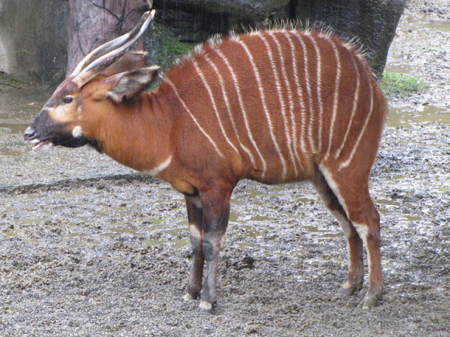 Taipei Zoo 10.01.2011