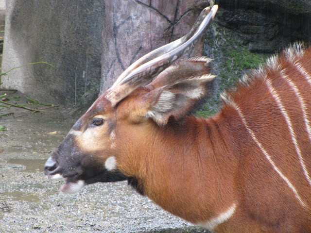 Taipei Zoo 10.01.2011