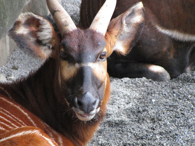 Taipei Zoo 10.01.2011