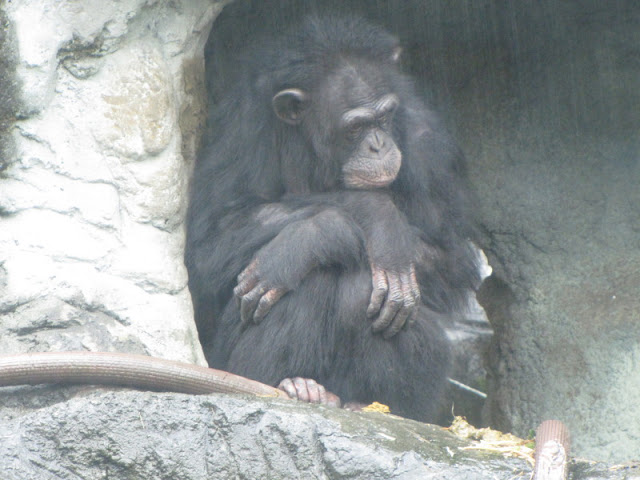 Taipei Zoo 10.01.2011