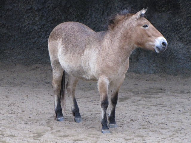 Taipei Zoo 10.01.2011