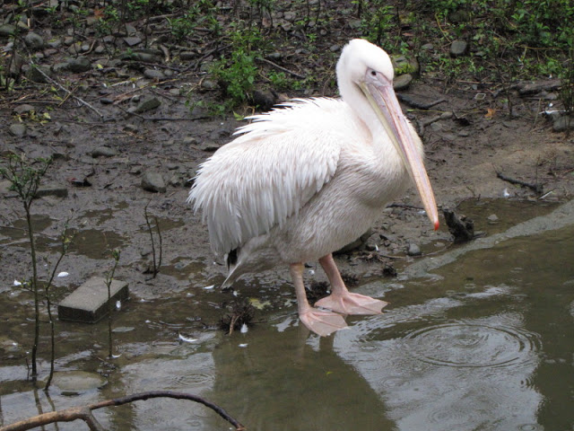 Taipei Zoo 10.01.2011