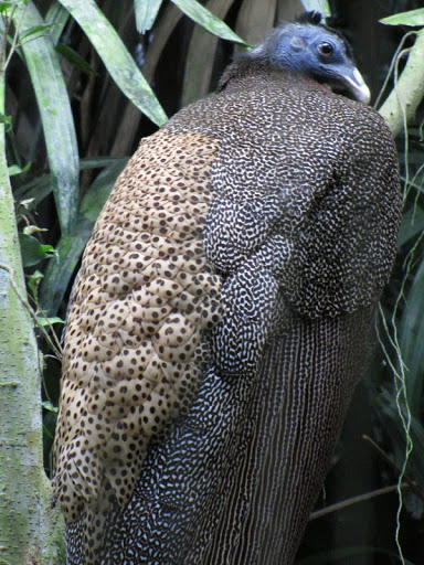 Taipei Zoo 10.01.2011