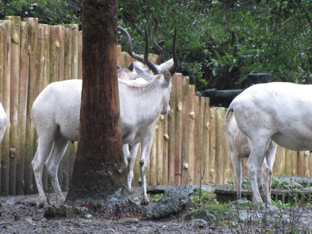 Taipei Zoo 10.01.2011