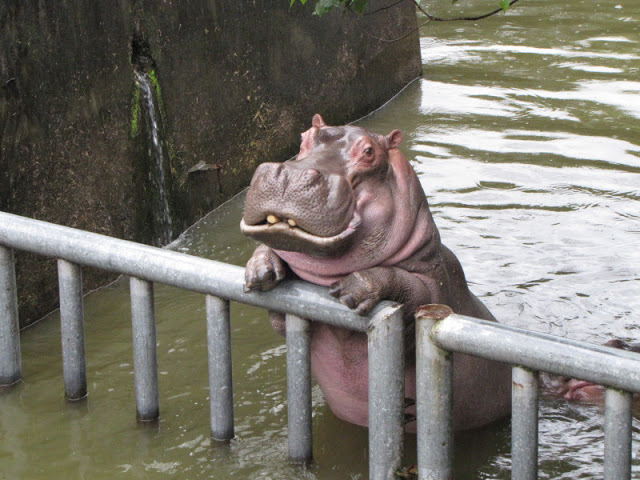 Taipei Zoo 10.01.2011