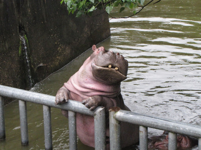 Taipei Zoo 10.01.2011