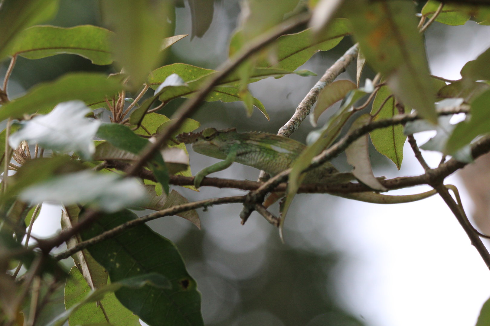 Taita Blade-Horned Chameleon (Male)