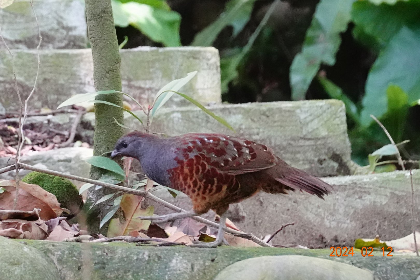 Taiwan Bamboo-partridge (Bambusicola sonorivox)