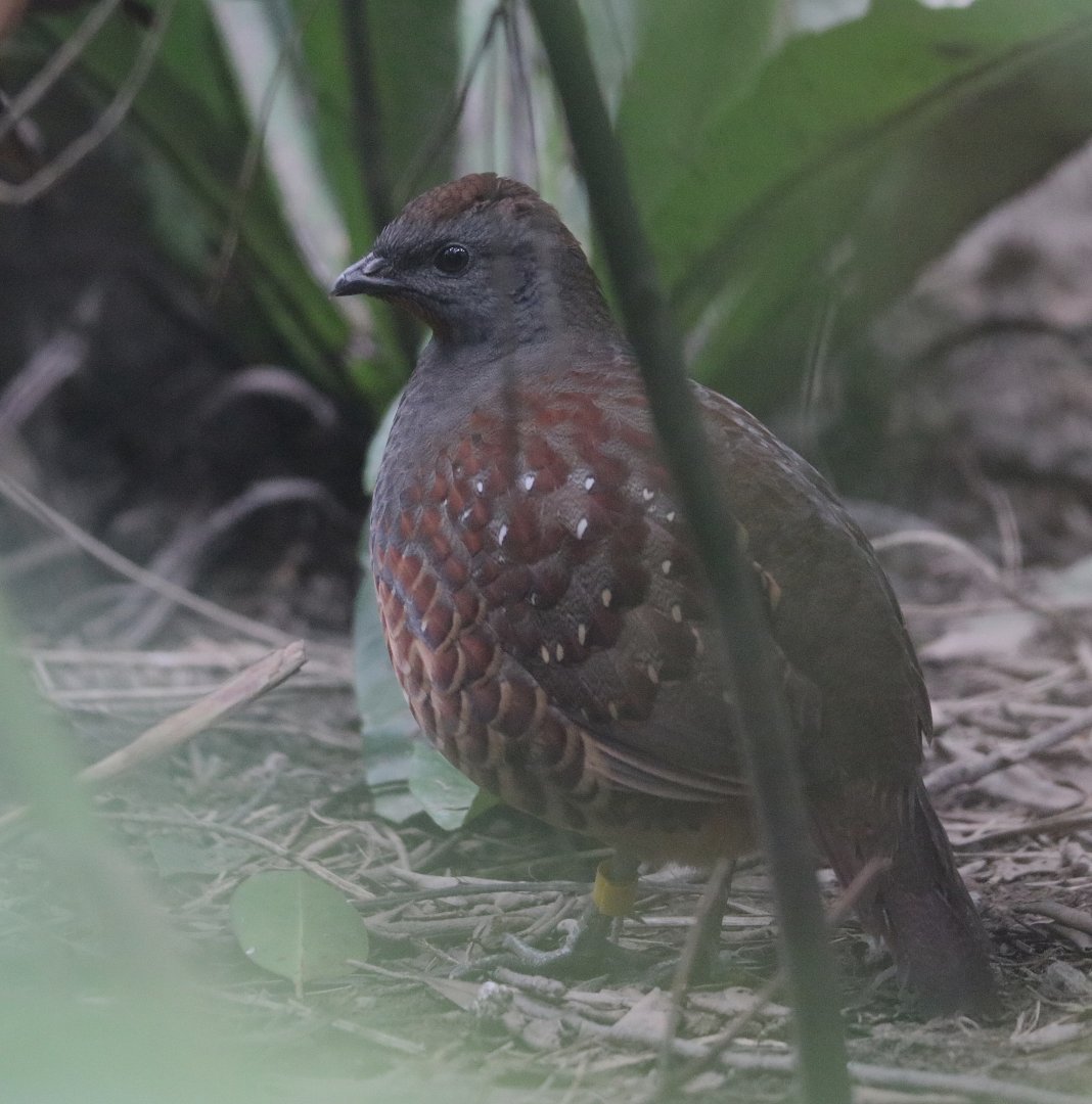 Taiwan Bamboo-Partridge (Bambusicola sonorivox)