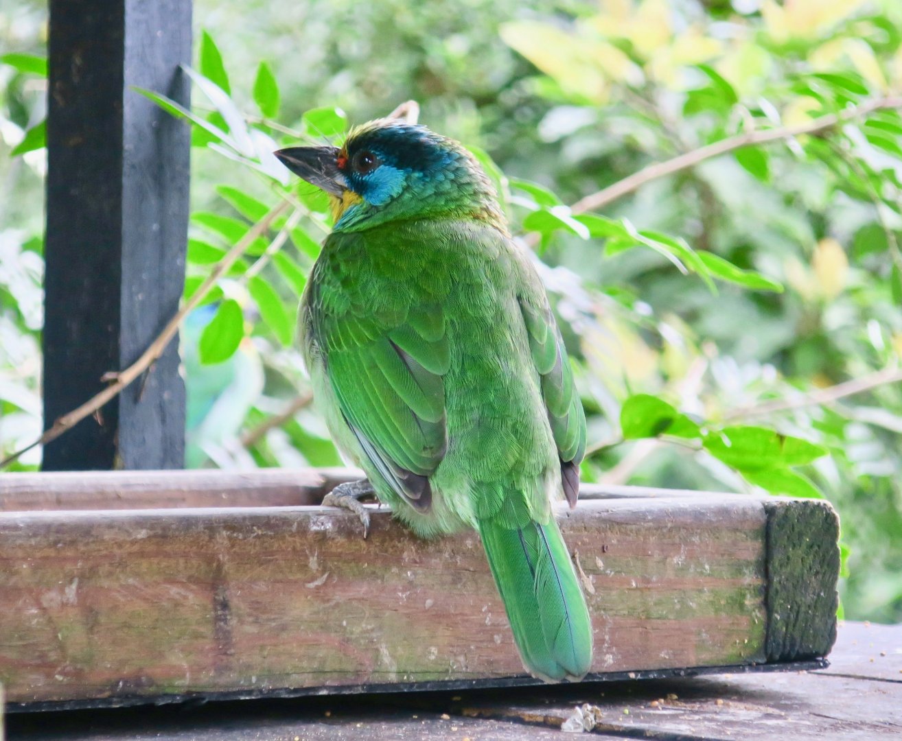 Taiwan Barbet (Psilopogon nuchalis) - Green World
