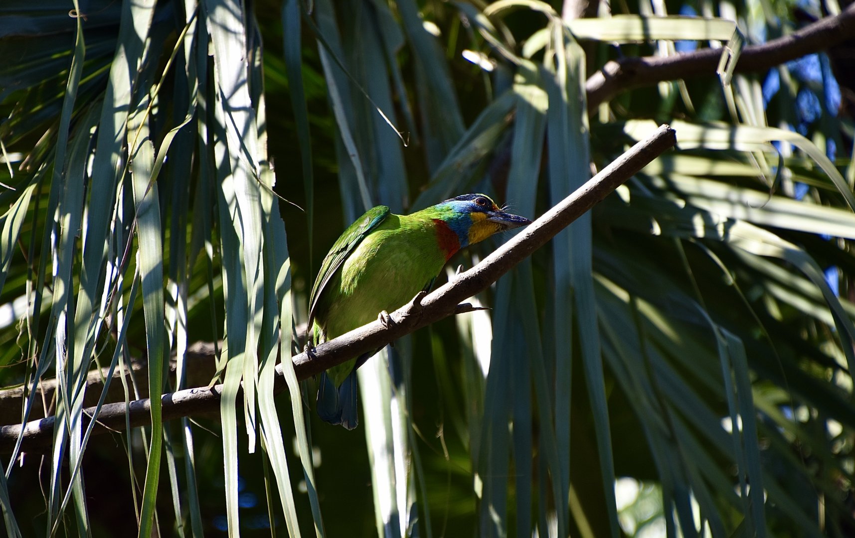 Taiwan Barbet (Psilopogon nuchalis) - wild