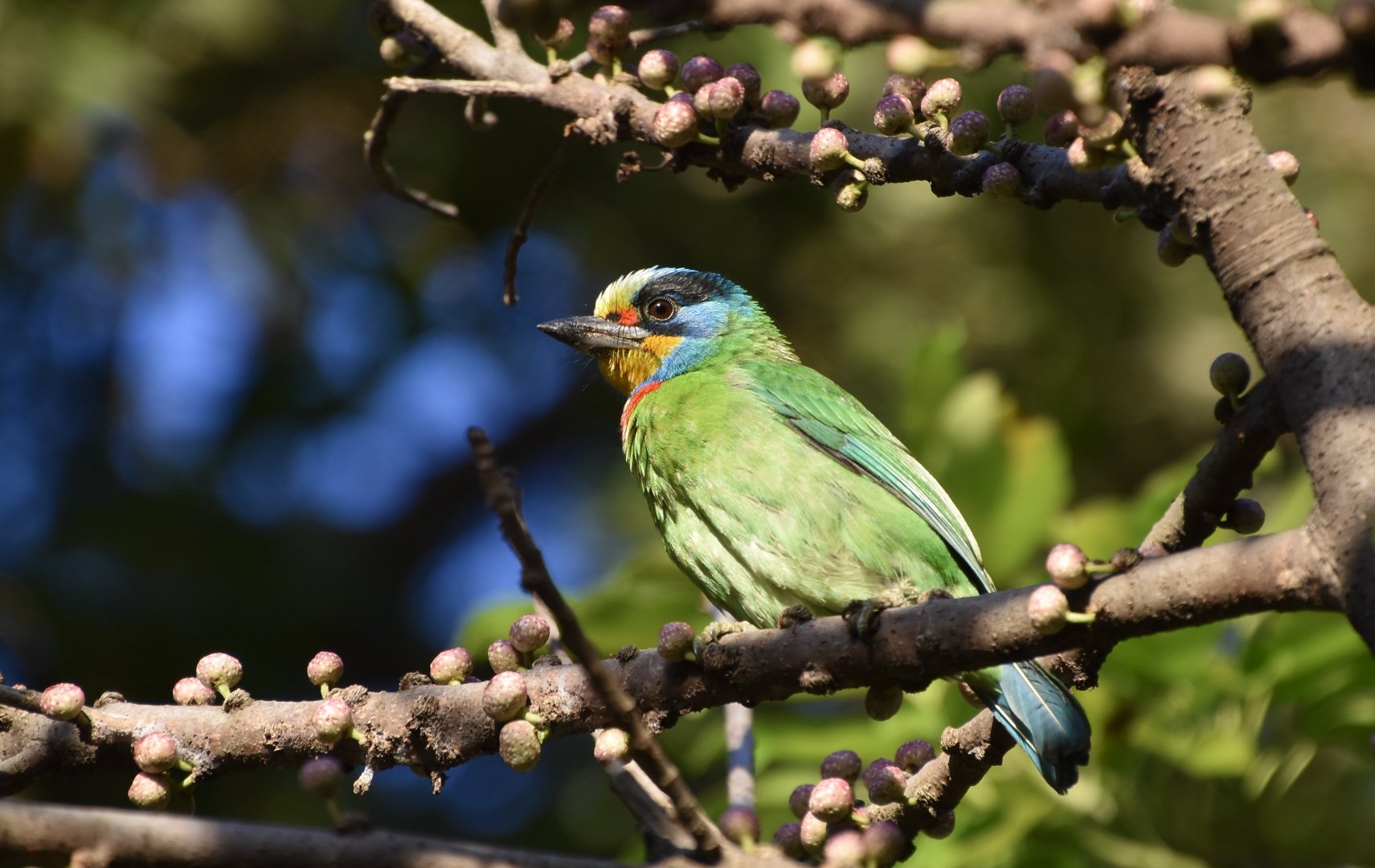 Taiwan Barbet (Psilopogon nuchalis)