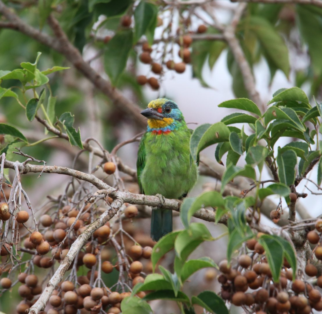 Taiwan Barbet (Psilopogon nuchalis)