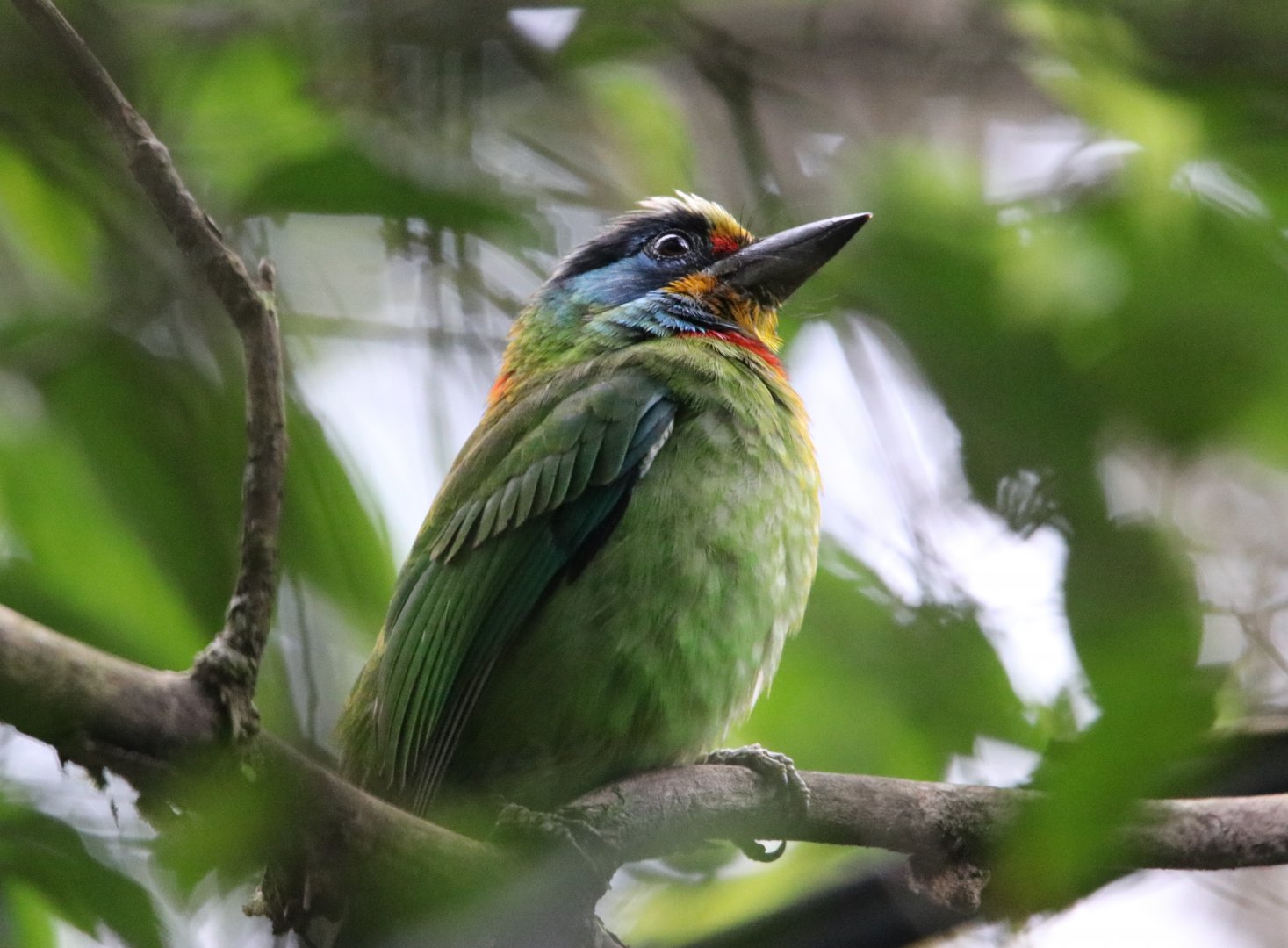 Taiwan Barbet (Psilopogon nuchalis)
