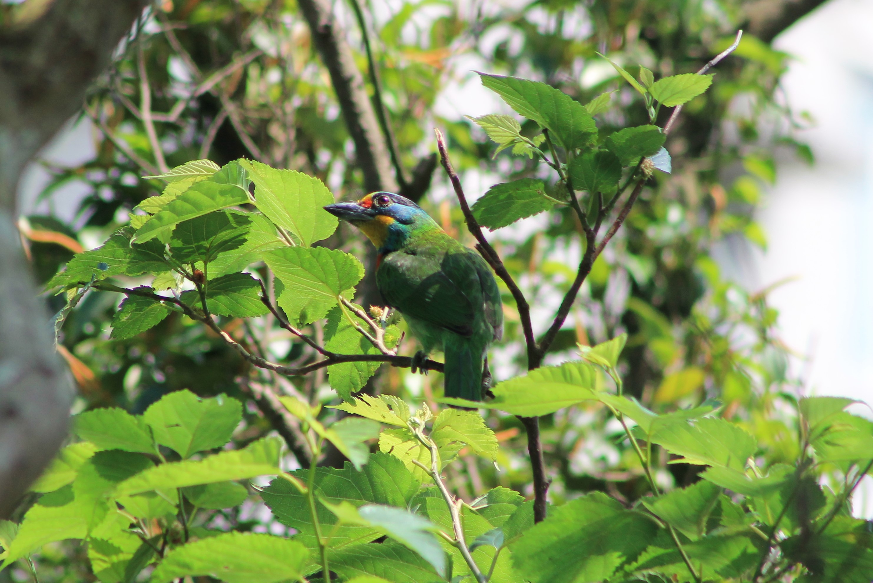 Taiwan Barbet (Psilopogon nuchalis)