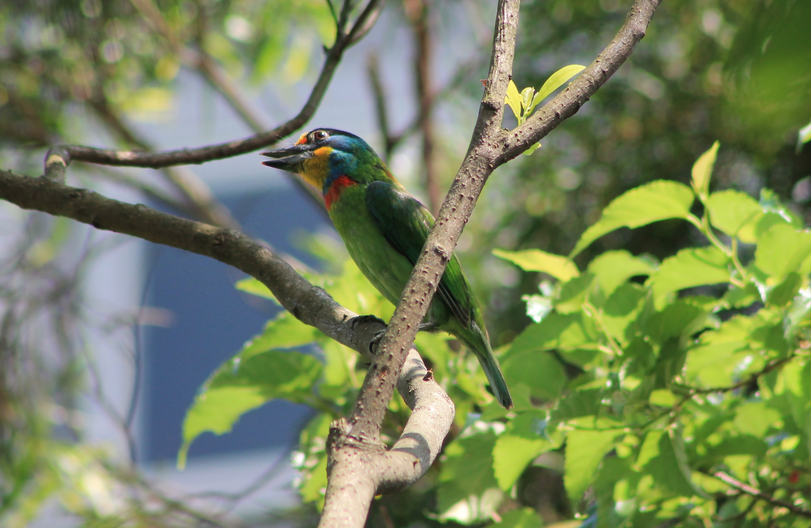 Taiwan Barbet (Psilopogon nuchalis)