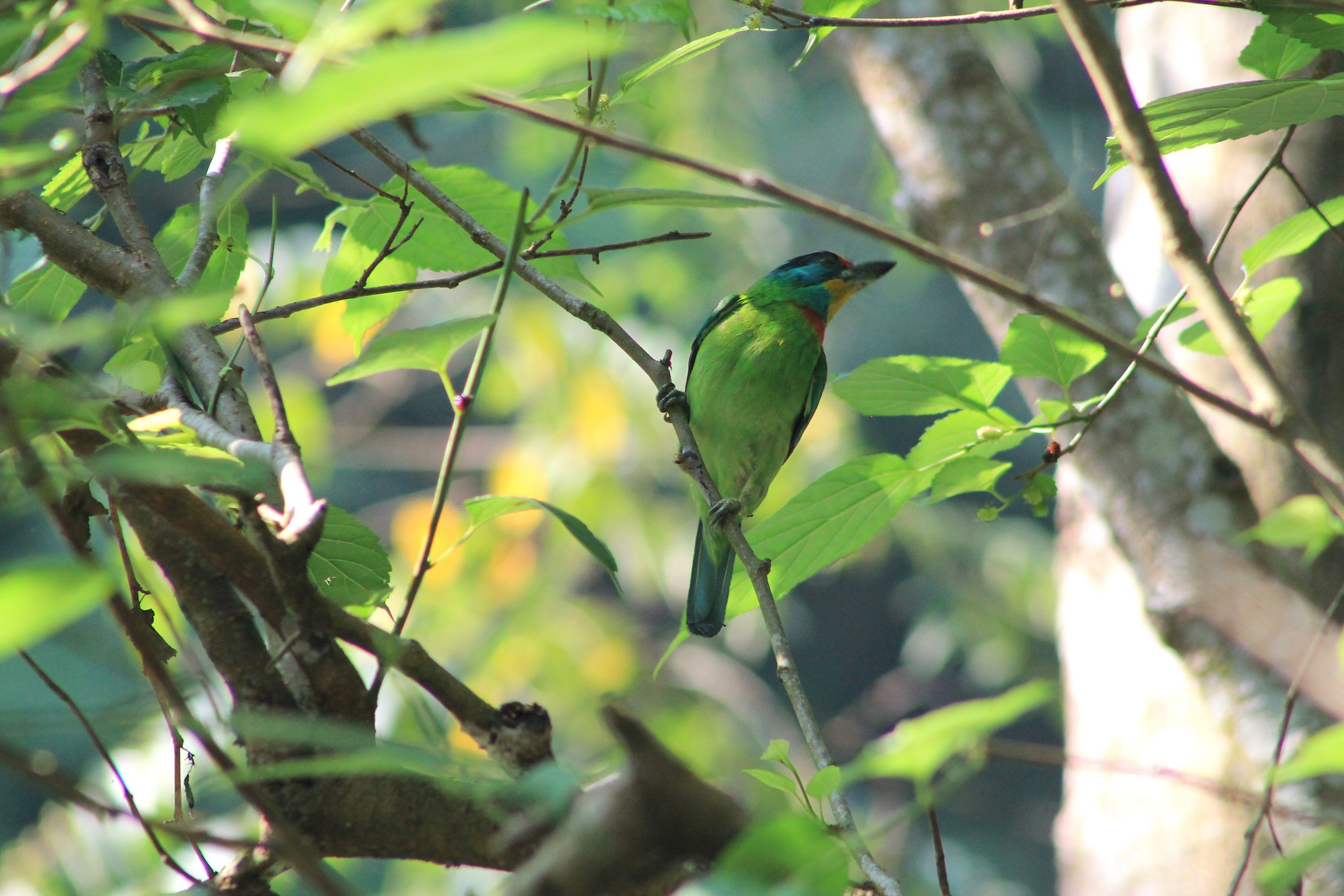 Taiwan Barbet (Psilopogon nuchalis)