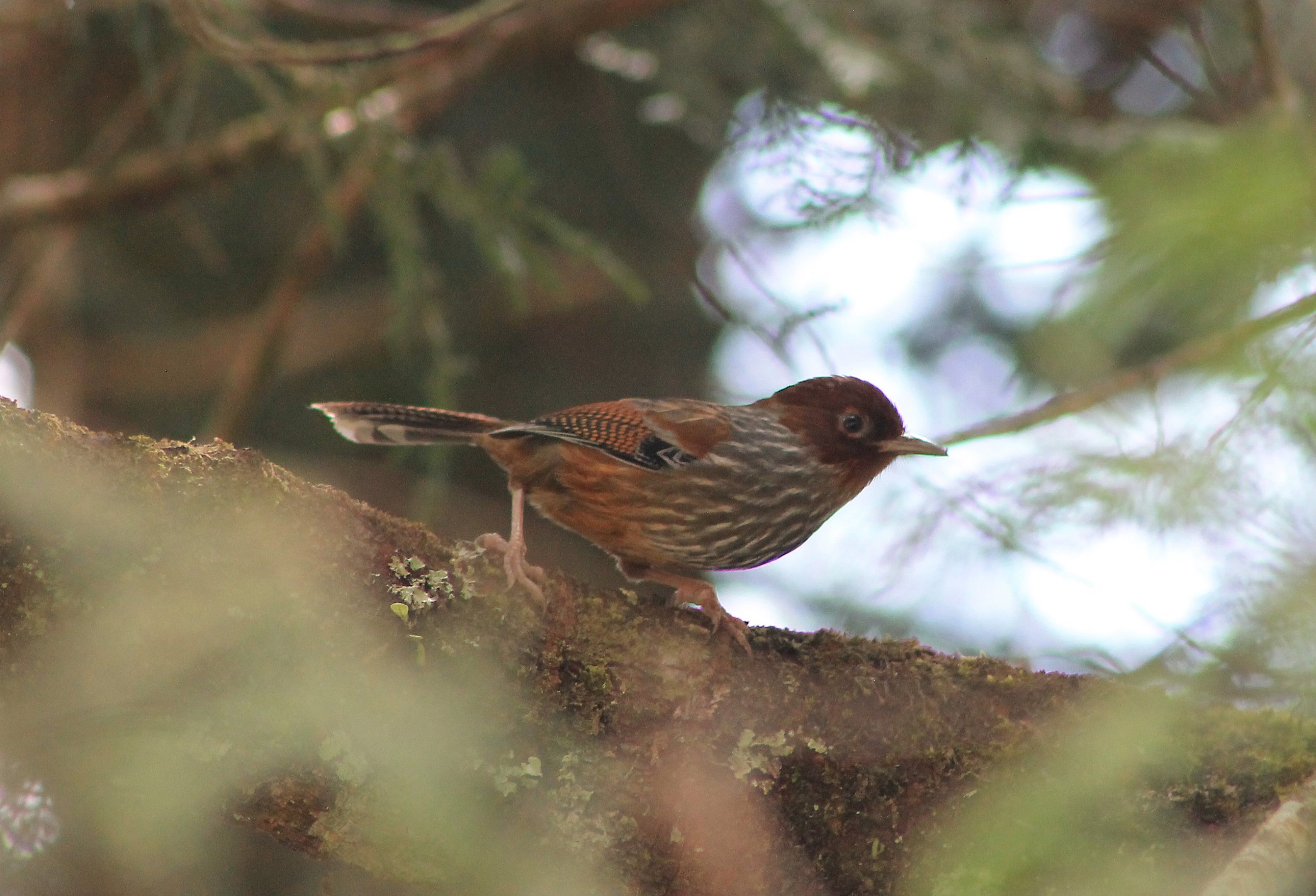 Taiwan Barwing (Actinodura morrisoniana)