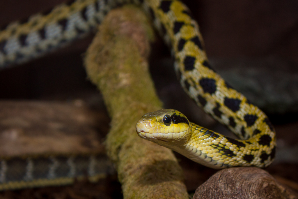 Taiwan beauty rat snake - Orthriophis taeniurus friesei