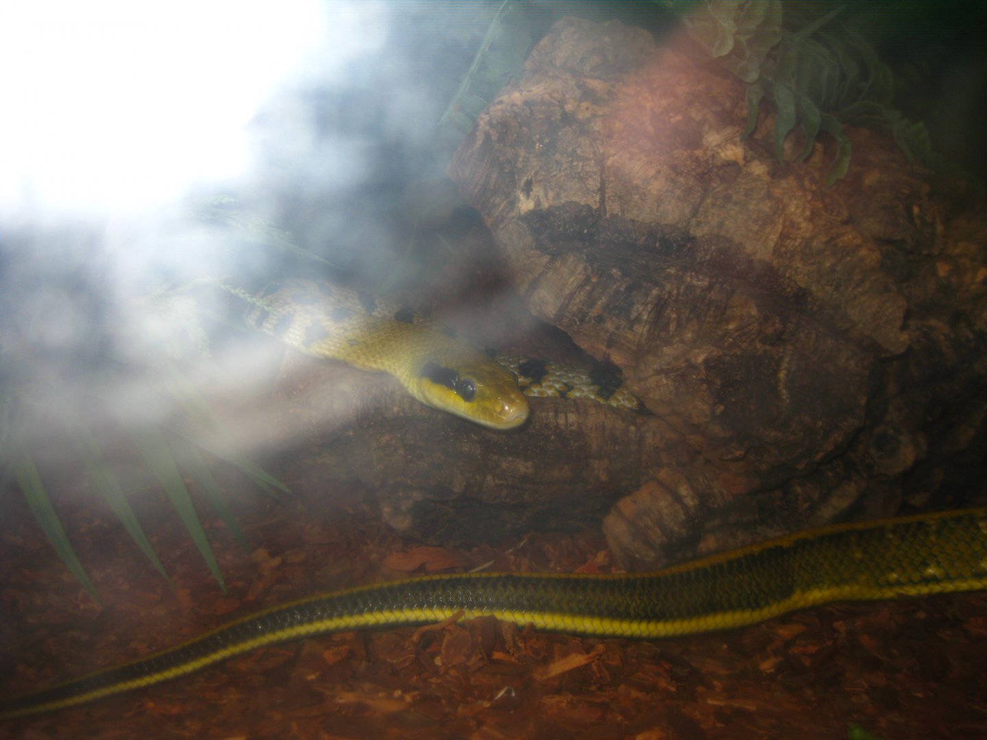 Taiwan Beauty Snake 2013