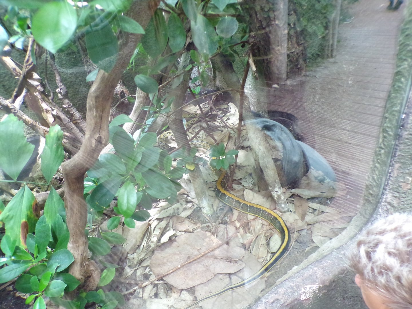 Taiwan beauty snake 29.6.24