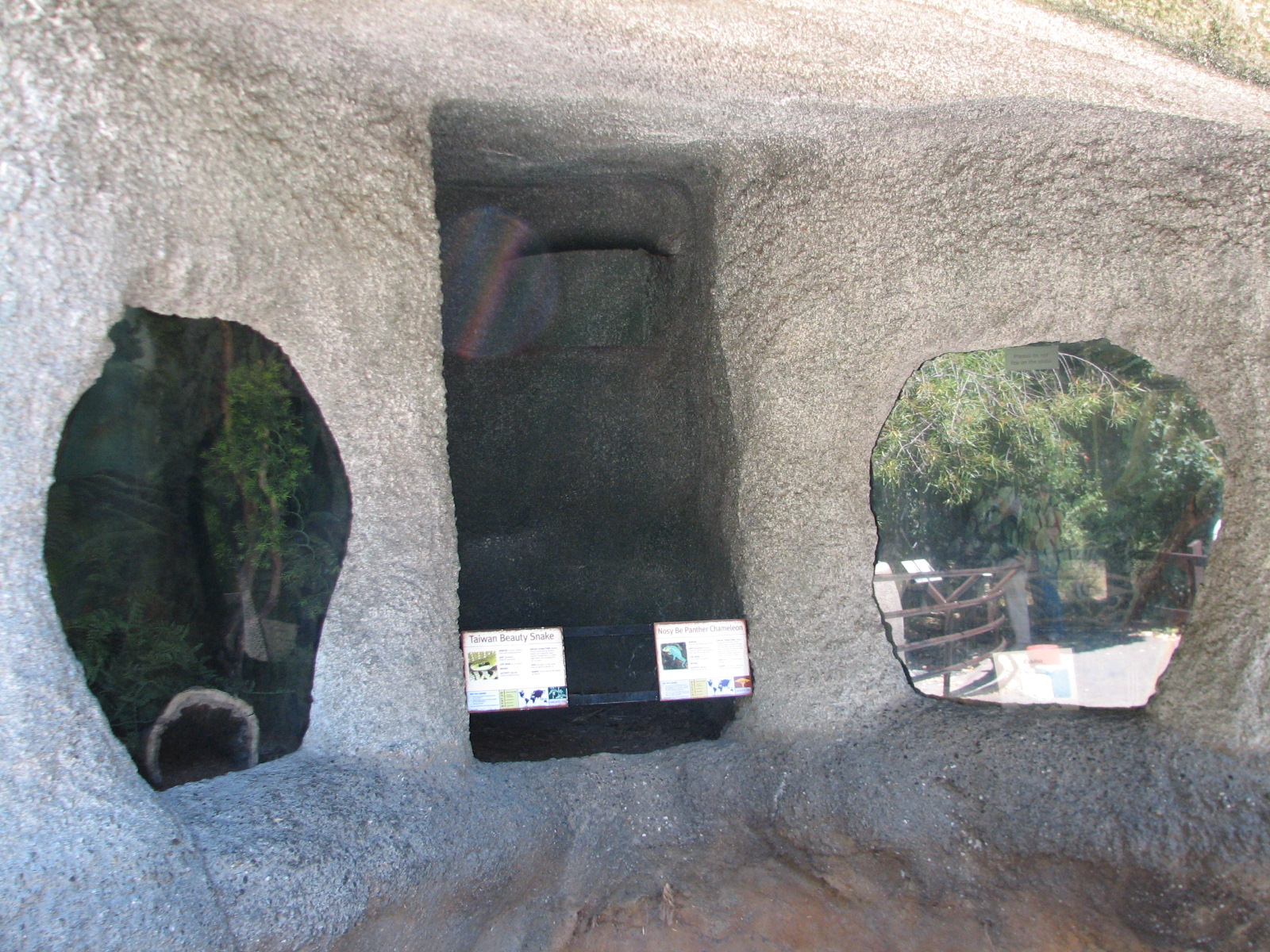 Taiwan Beauty Snake and Nosy Be Panther Chameleon Exhibits