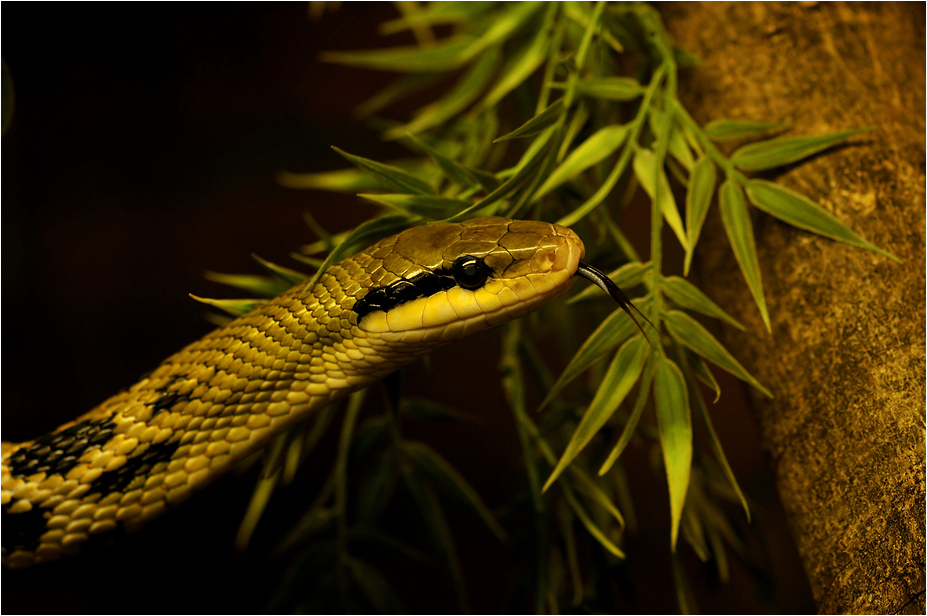 Taiwan beauty snake at Neuwied zoo