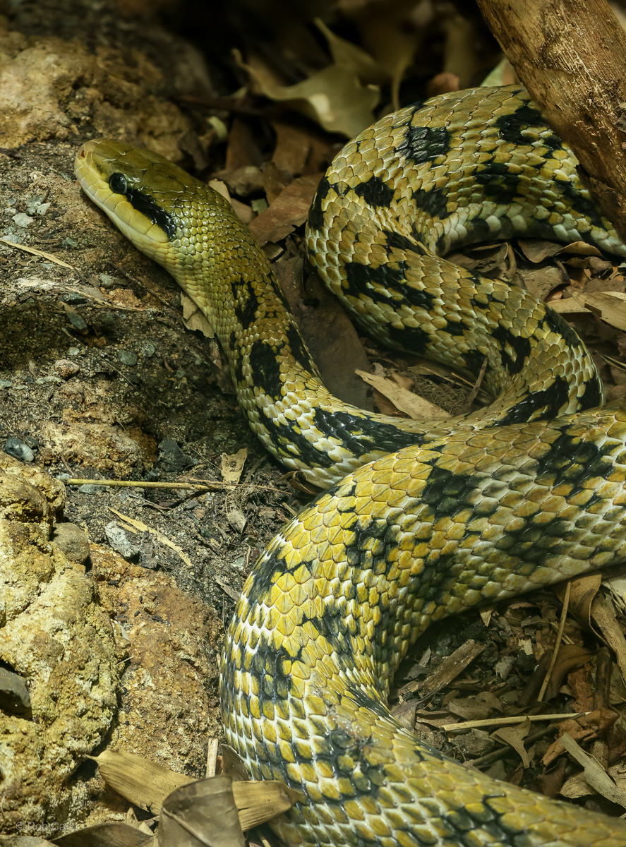 Taiwan beauty snake : Chester Zoo : 06 Sep 2025