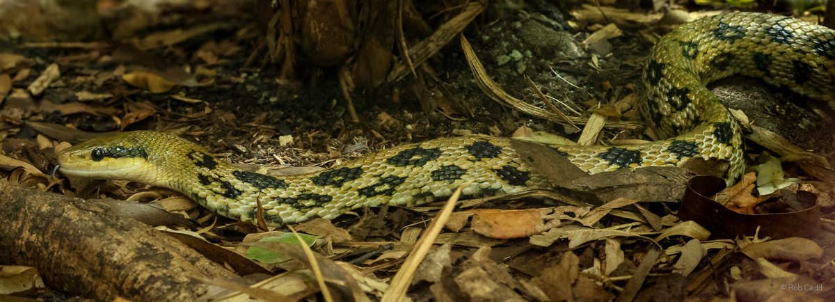 Taiwan beauty snake : Chester Zoo : 06 Sep 2025