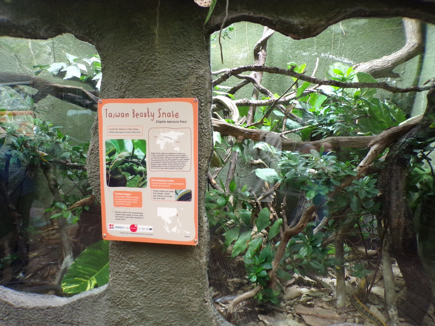 Taiwan beauty snake enclosure 29.6.24