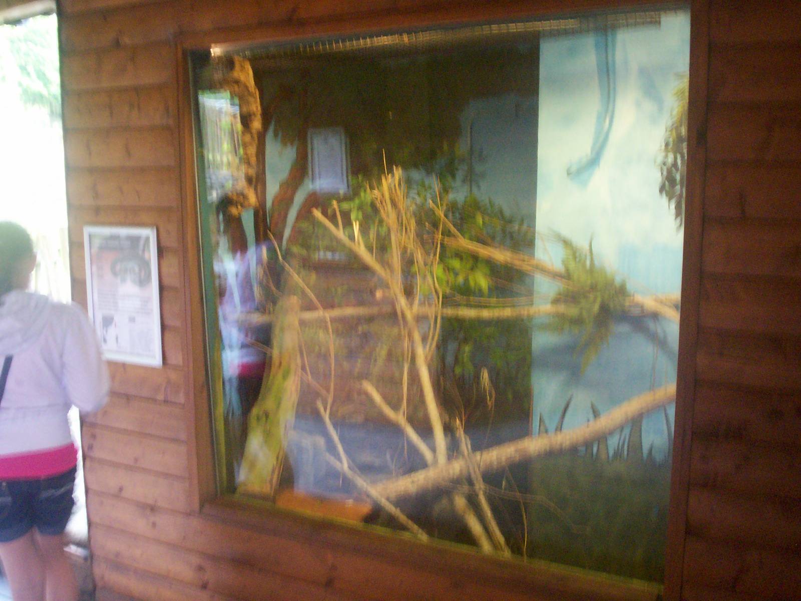 Taiwan beauty snake enclosure