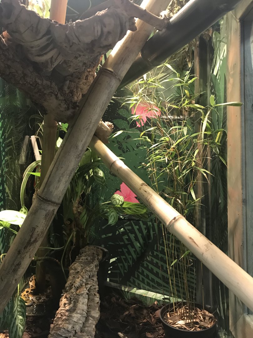 Taiwan beauty snake enclosure