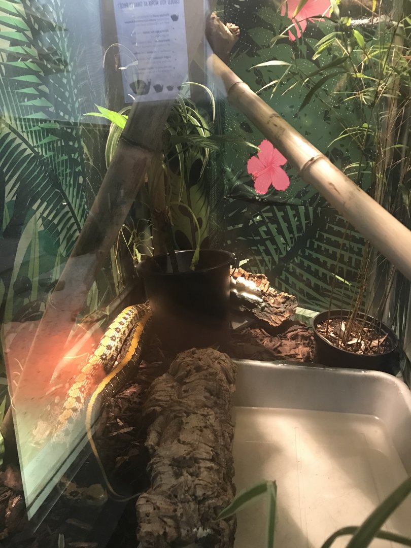 Taiwan beauty snake enclosure