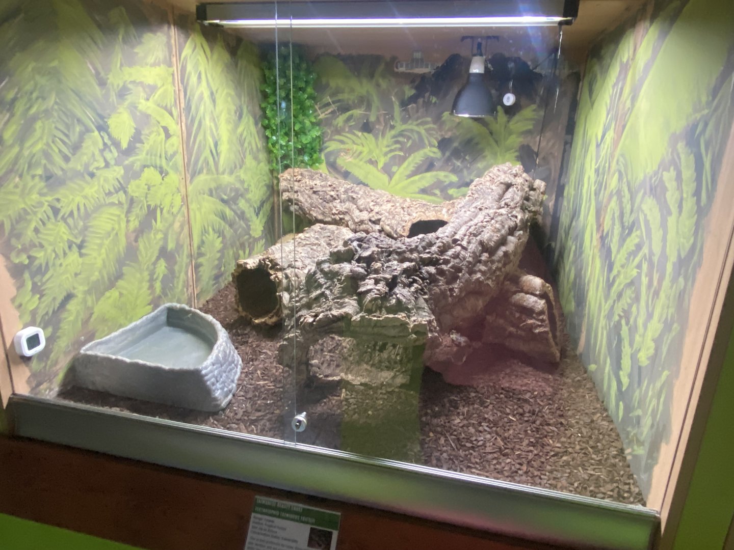 Taiwan beauty snake exhibit - IOW Reptilarium 150923