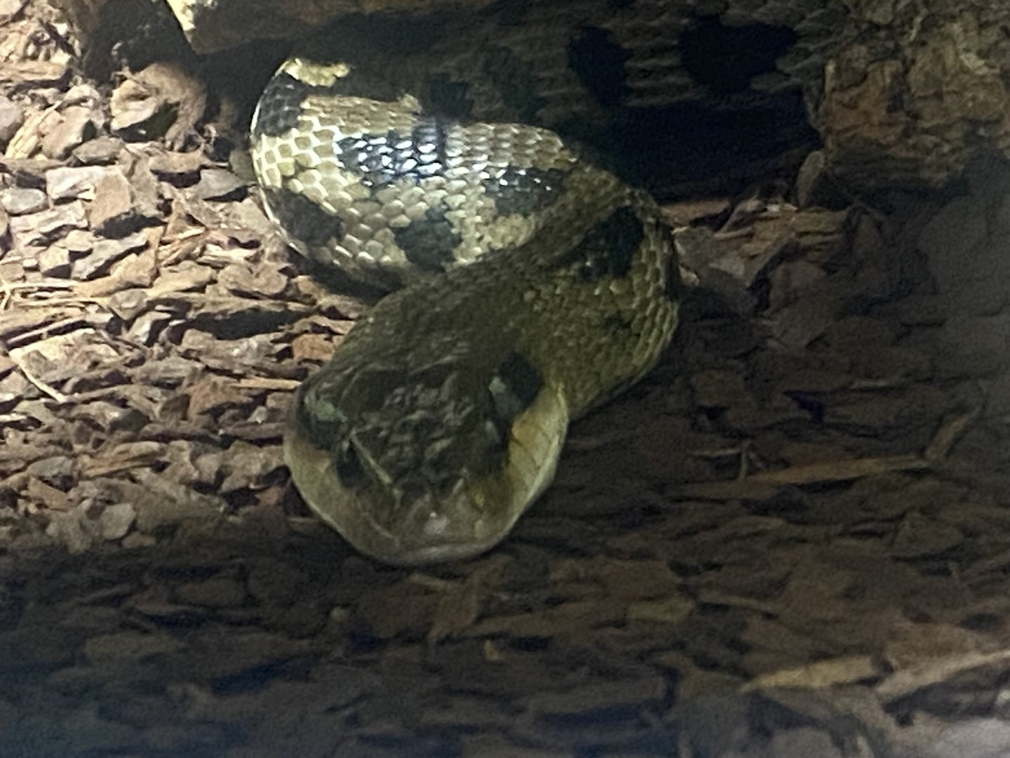 Taiwan beauty snake - IOW Reptilarium 150923