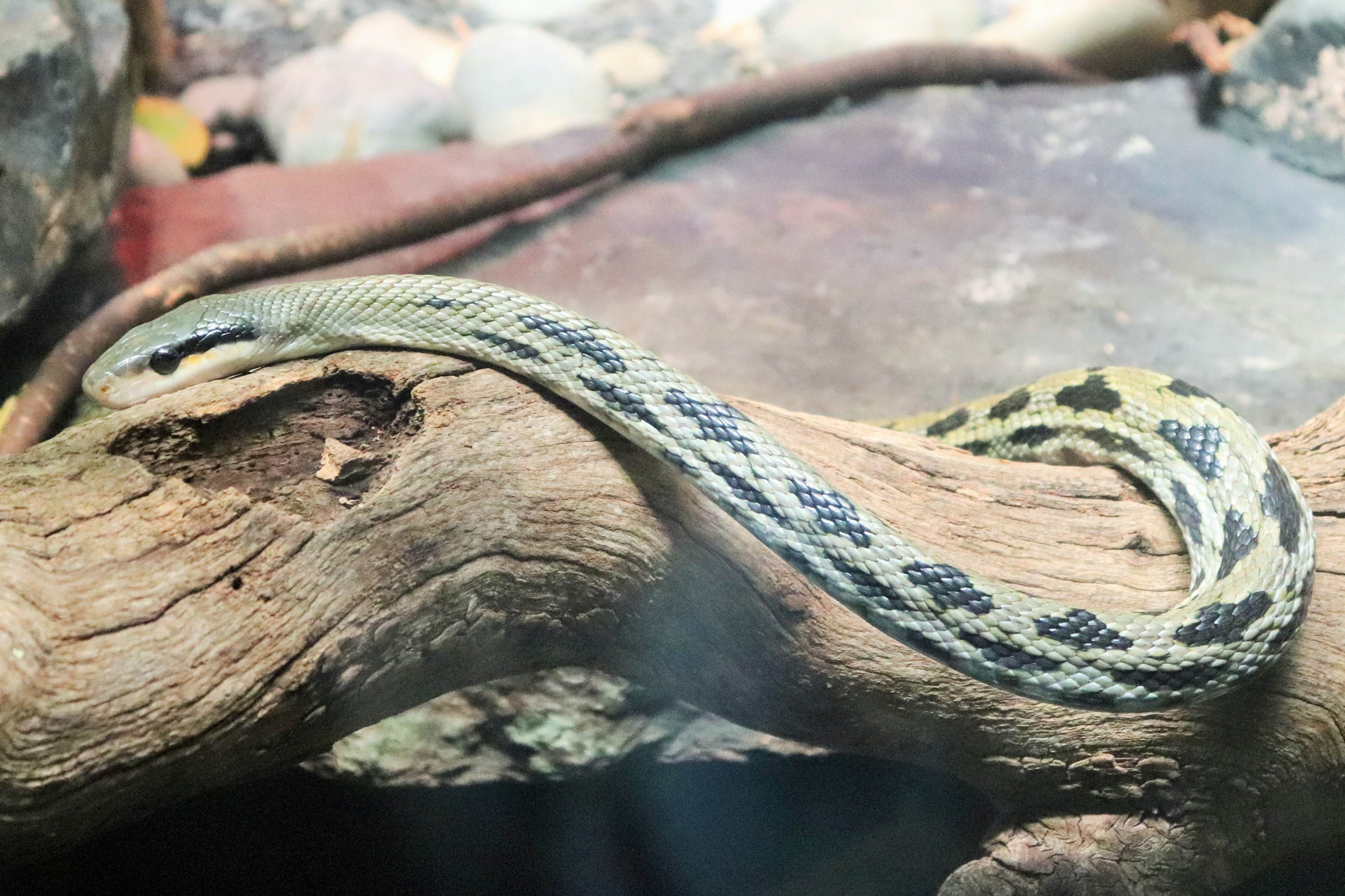Taiwan Beauty Snake (Orthriophis taeniurus)