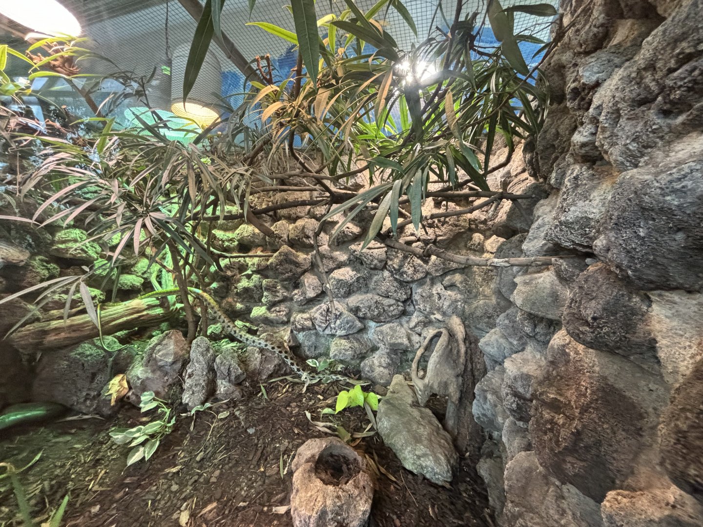 Taiwan Beauty Snake Terrarium at Zoologischer Garten Hof