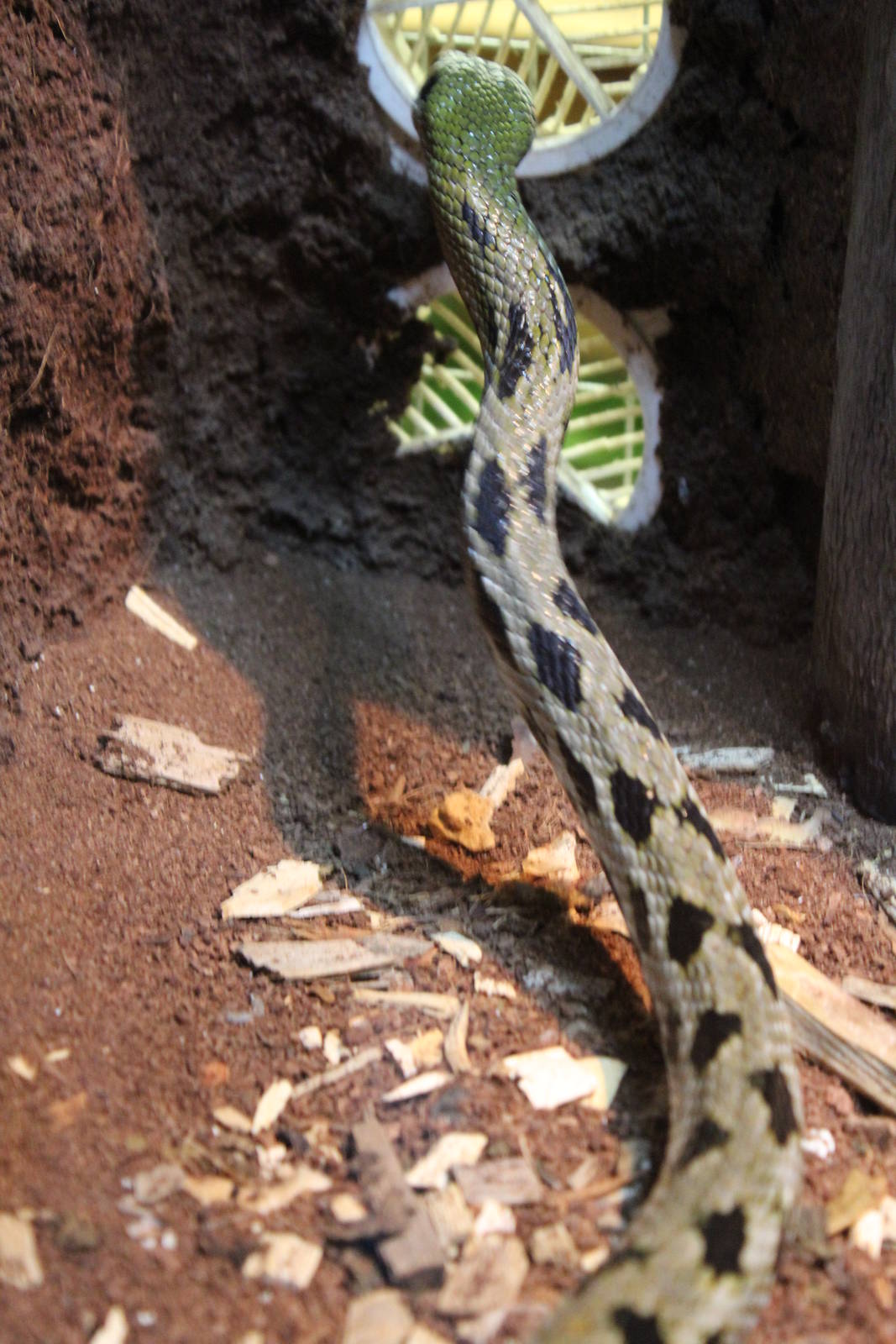 Taiwan Beauty Snake - Wingham Wildlife Park