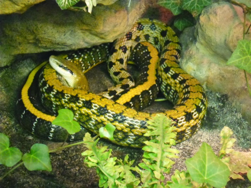 Taiwan beauty snake
