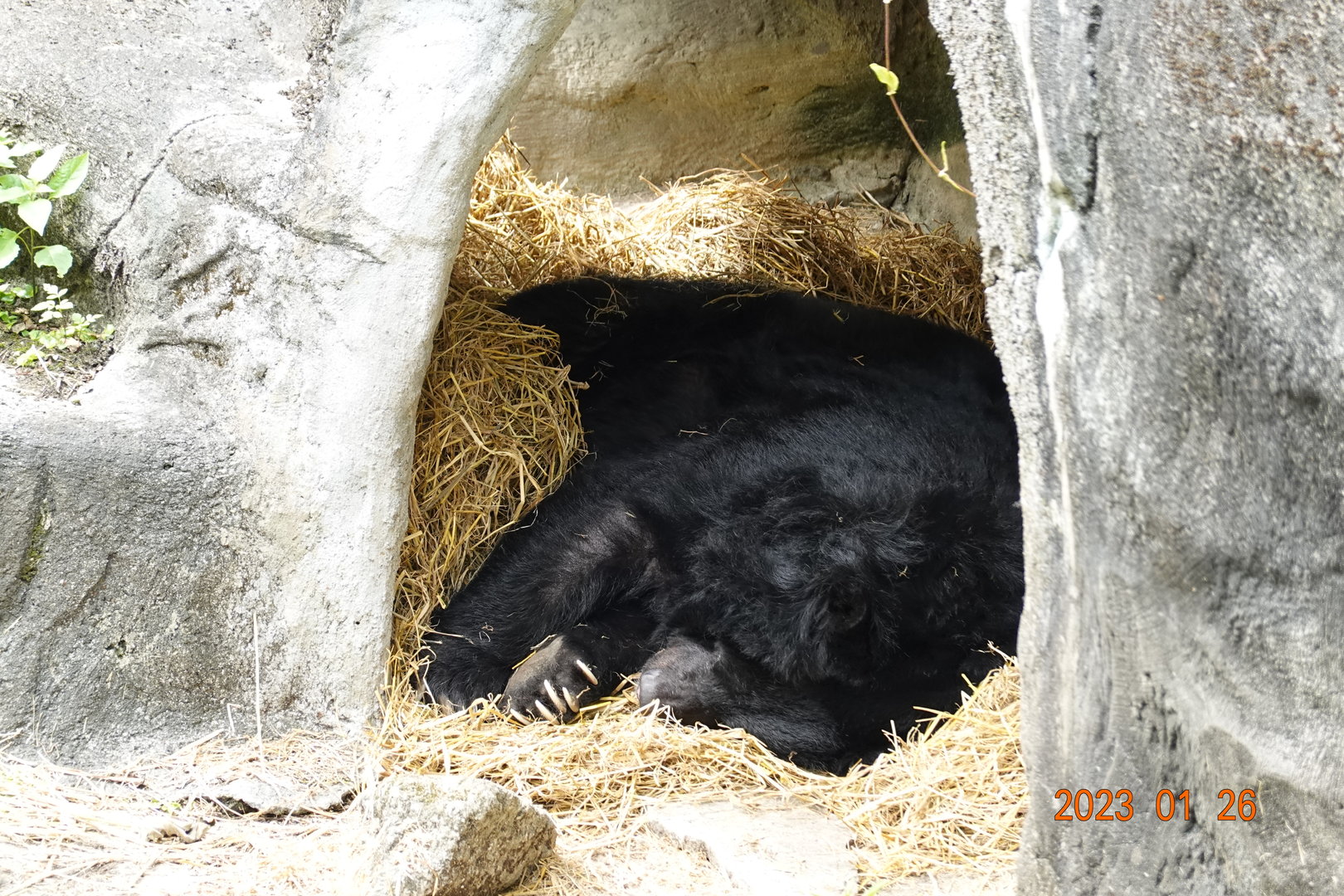 Taiwan Black Bear (Ursus thibetanus formosanus)