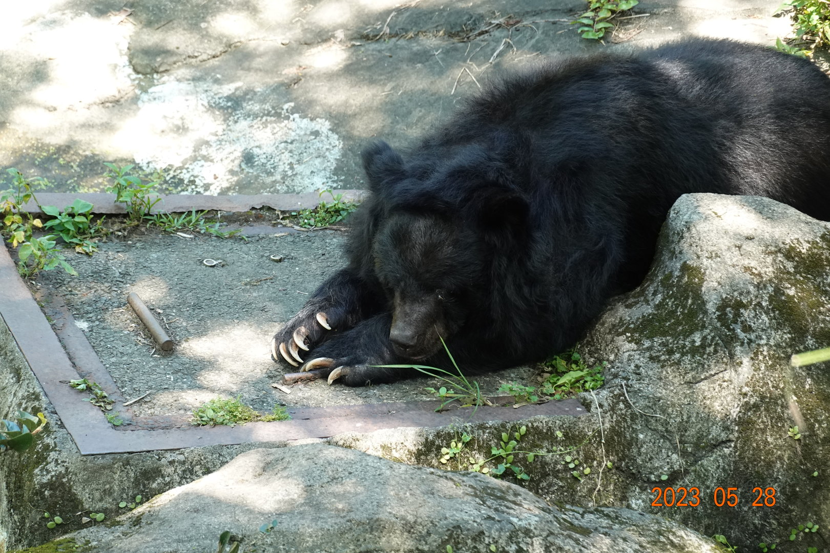 Taiwan Black Bear (Ursus thibetanus formosanus)