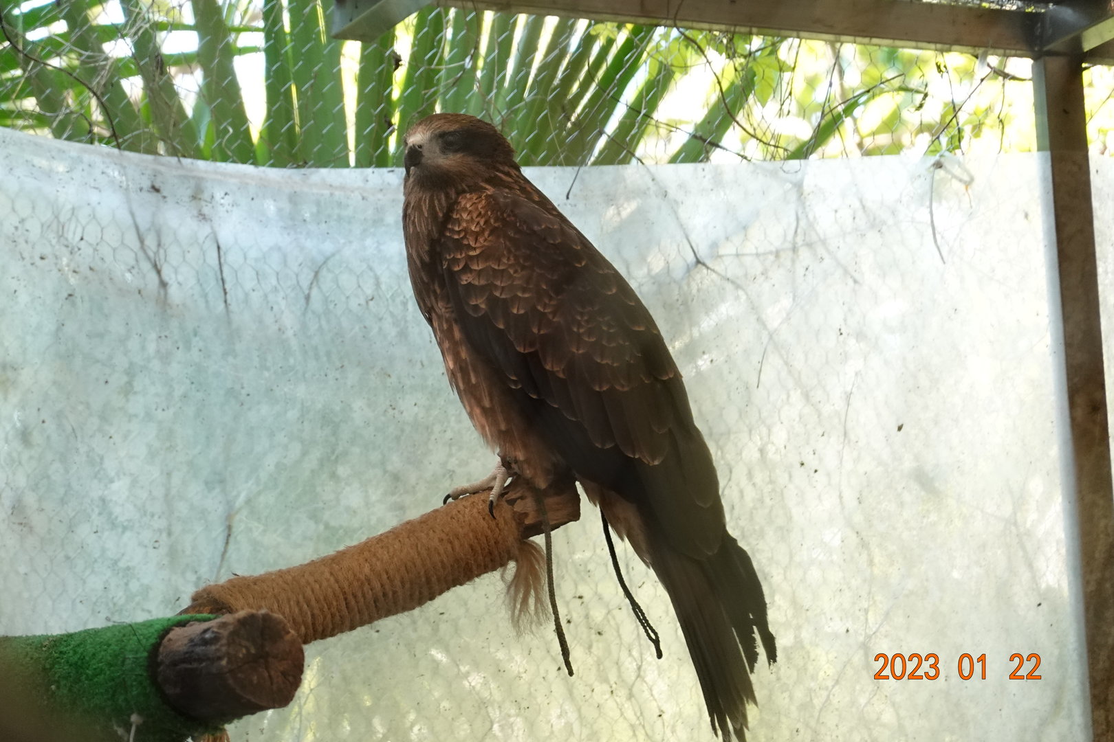 Taiwan Black Kite (Milvus migrans formosanus)