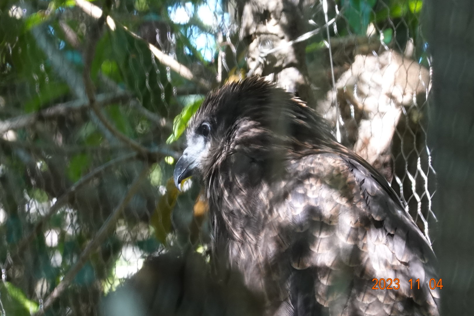 Taiwan Black Kite (Milvus migrans formosanus)