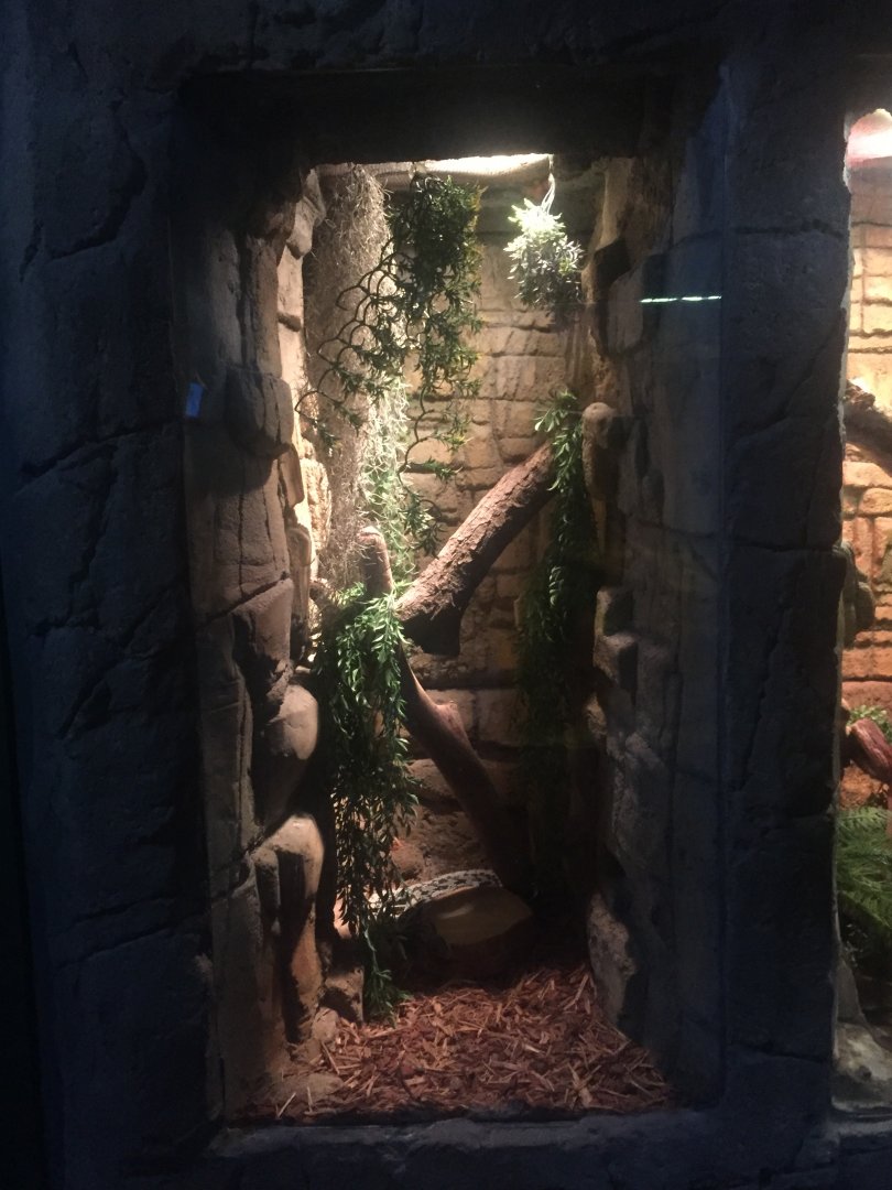 Taiwan Blue Beauty Snake Exhibit