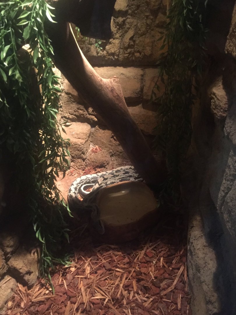 Taiwan Blue Beauty Snake